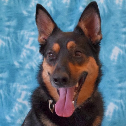 Harley, an adoptable German Shepherd Dog in Eureka, CA, 95503 | Photo Image 1