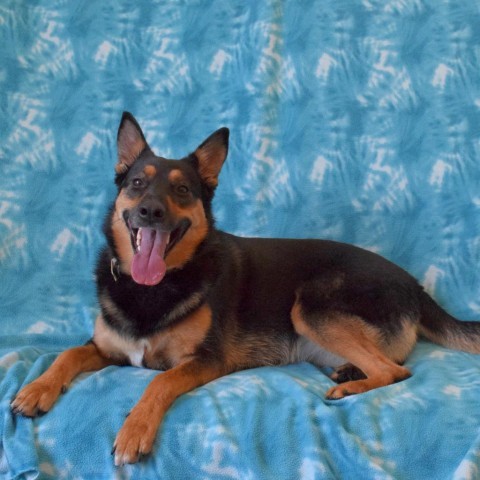 Harley, an adoptable German Shepherd Dog in Eureka, CA, 95503 | Photo Image 2