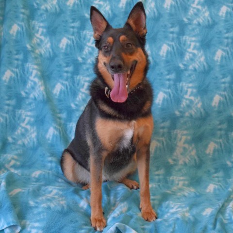 Harley, an adoptable German Shepherd Dog in Eureka, CA, 95503 | Photo Image 2