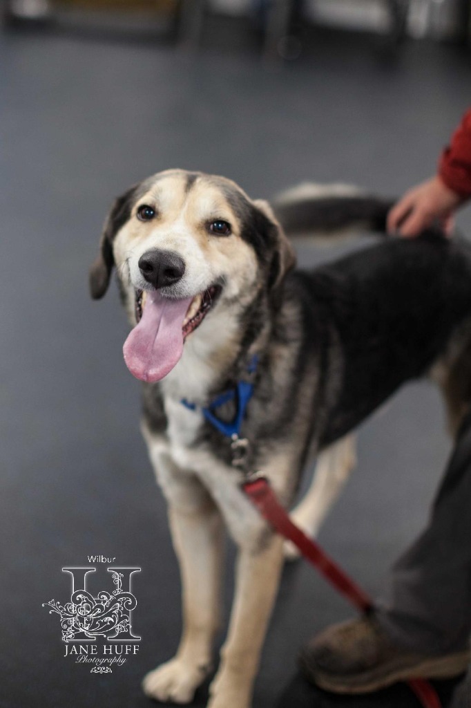 Wilbur, an adoptable Husky, German Shepherd Dog in Crandon, WI, 54520 | Photo Image 1