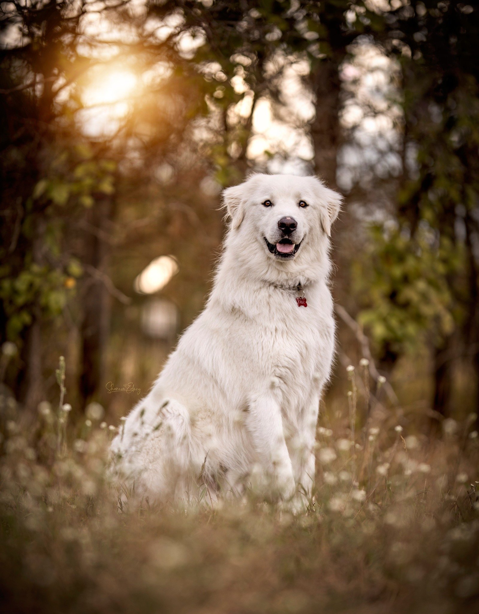 Talc U (Titan), an adoptable Great Pyrenees, Akbash in Hamilton, MT, 59840 | Photo Image 1
