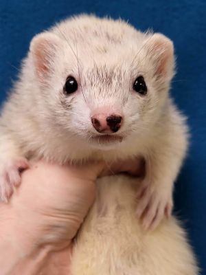 Cruella, Adult Female unknown