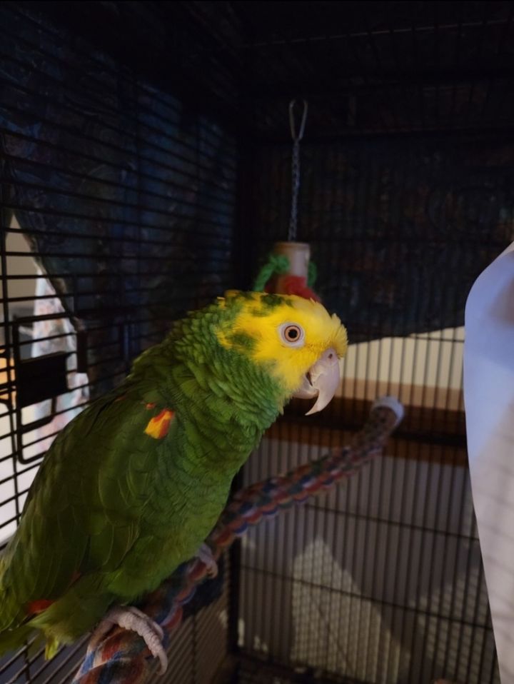 Parrot for adoption Pete an Amazon in Vadnais Heights MN