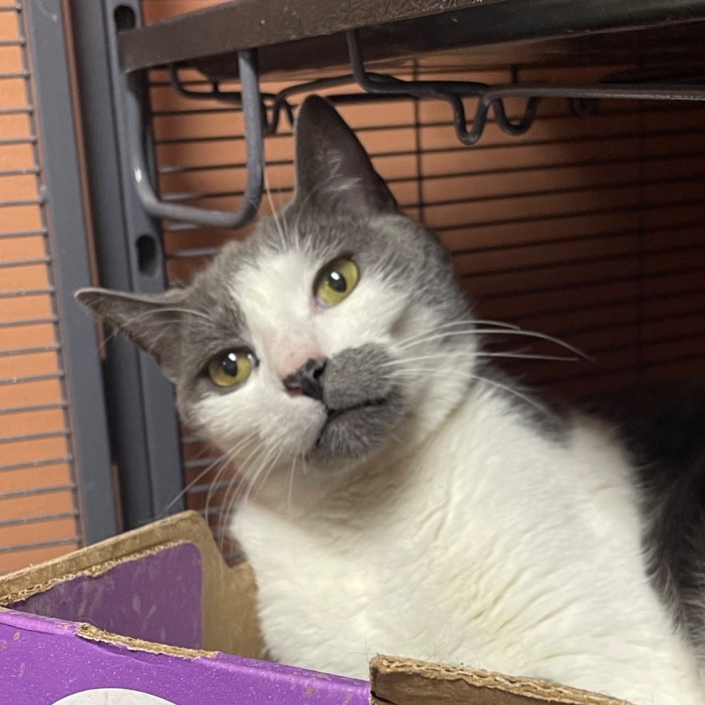 GANDALF, an adoptable Domestic Short Hair in Battle Creek, MI, 49017 | Photo Image 1