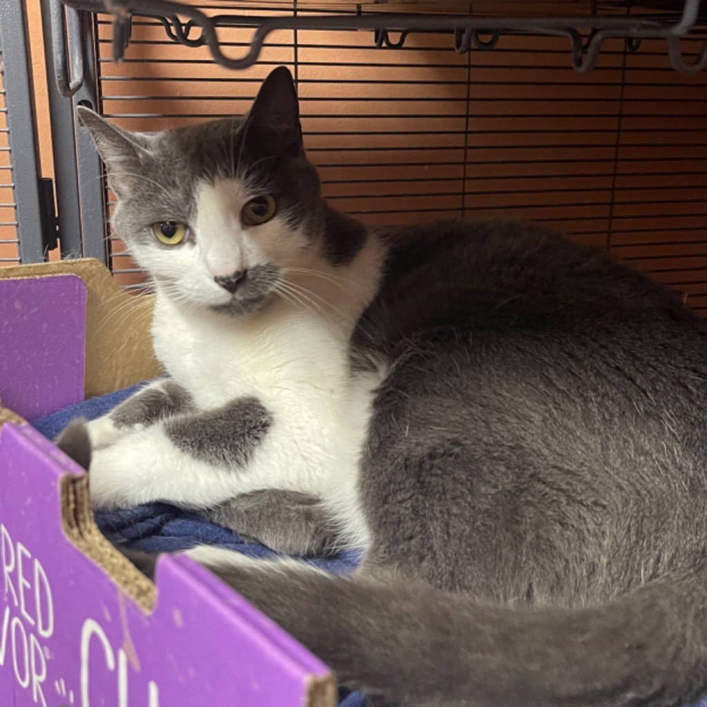 GANDALF, an adoptable Domestic Short Hair in Battle Creek, MI, 49017 | Photo Image 2