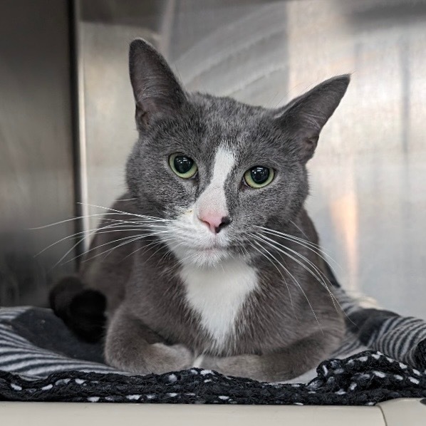 DANTE, an adoptable Domestic Short Hair in Battle Creek, MI, 49017 | Photo Image 1