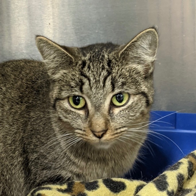 BERTA, an adoptable Domestic Short Hair in Battle Creek, MI, 49017 | Photo Image 1