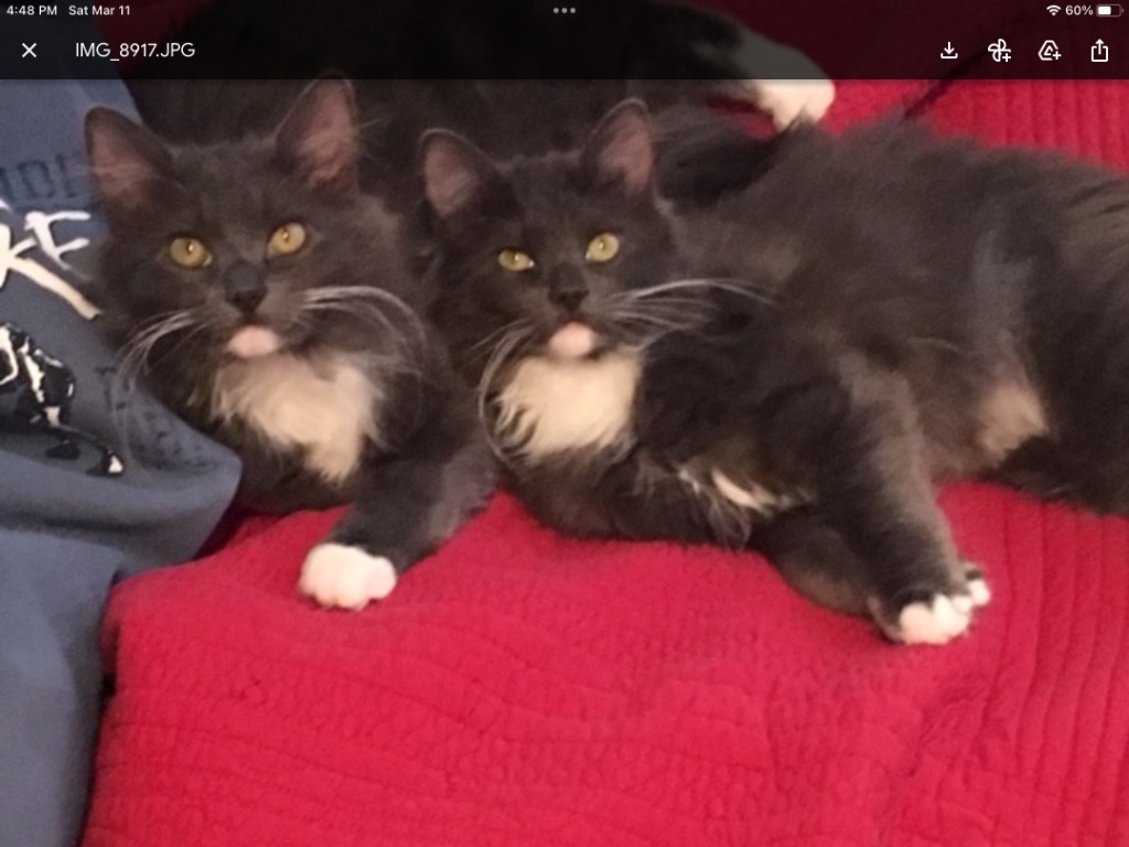 Lil Beth, an adoptable Domestic Long Hair in Muskegon, MI, 49442 | Photo Image 2