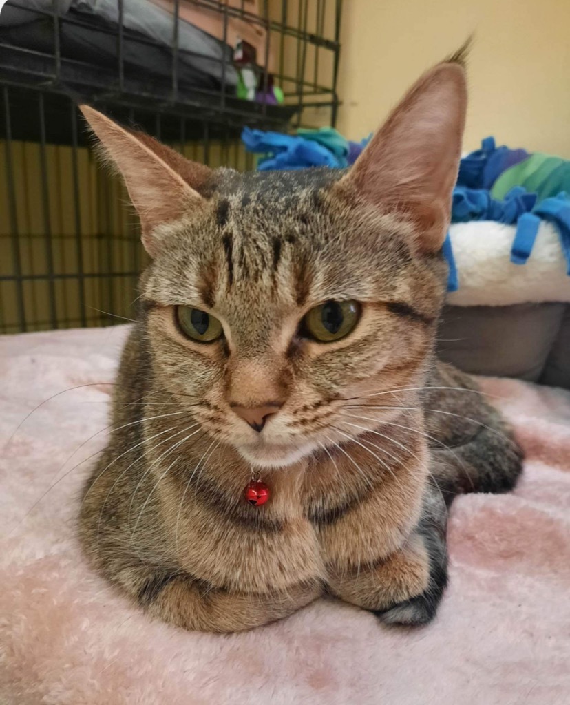 MISSY, an adoptable Domestic Short Hair, Tiger in Muskegon, MI, 49442 | Photo Image 1