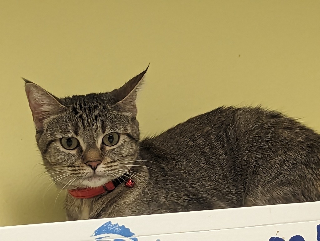 MISSY, an adoptable Domestic Short Hair, Tiger in Muskegon, MI, 49442 | Photo Image 2
