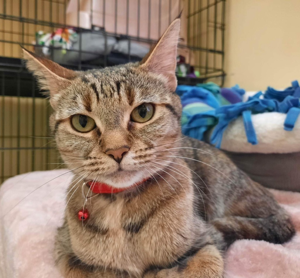 MISSY, an adoptable Domestic Short Hair, Tiger in Muskegon, MI, 49442 | Photo Image 4