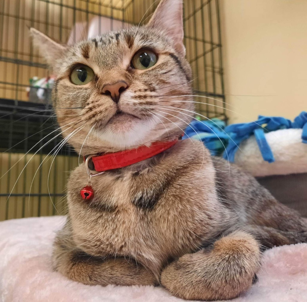 MISSY, an adoptable Domestic Short Hair, Tiger in Muskegon, MI, 49442 | Photo Image 5