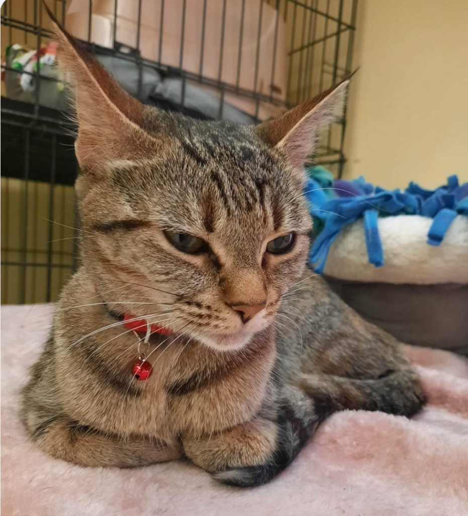 MISSY, an adoptable Domestic Short Hair, Tiger in Muskegon, MI, 49442 | Photo Image 6