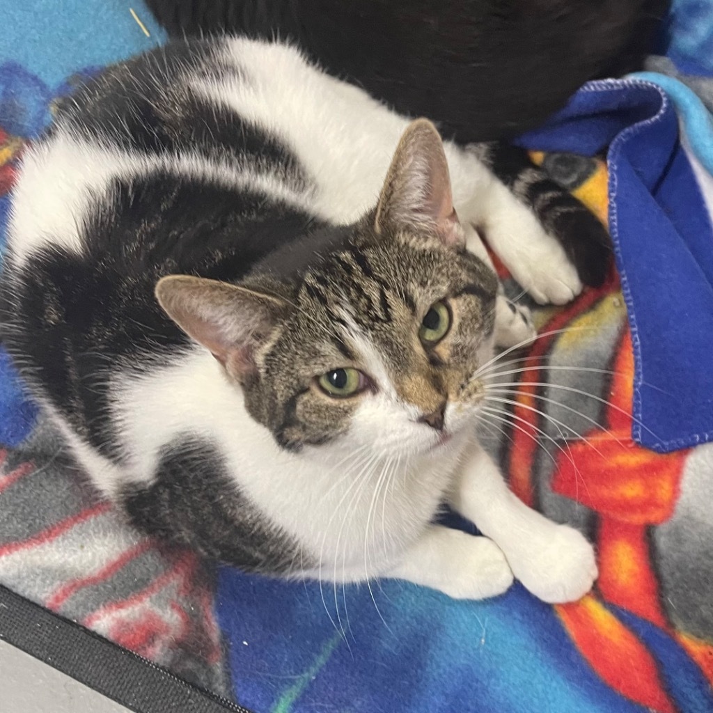 PENNY, an adoptable Domestic Short Hair in Battle Creek, MI, 49017 | Photo Image 1