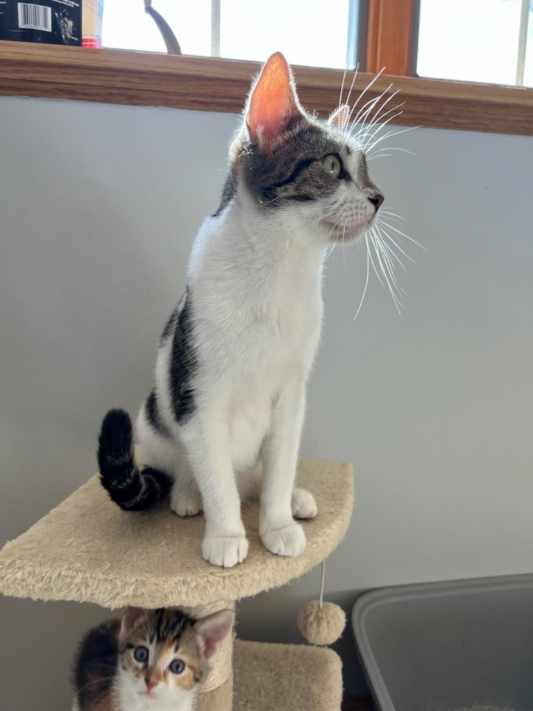 PENNY, an adoptable Domestic Short Hair in Battle Creek, MI, 49017 | Photo Image 2