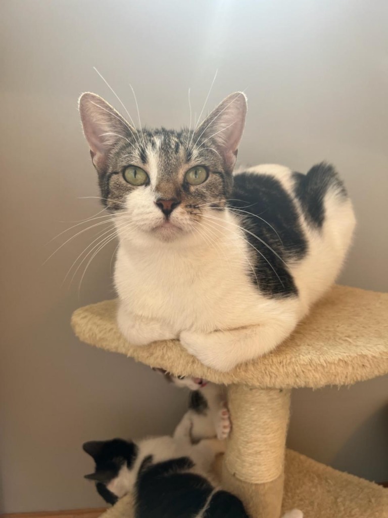 PENNY, an adoptable Domestic Short Hair in Battle Creek, MI, 49017 | Photo Image 3
