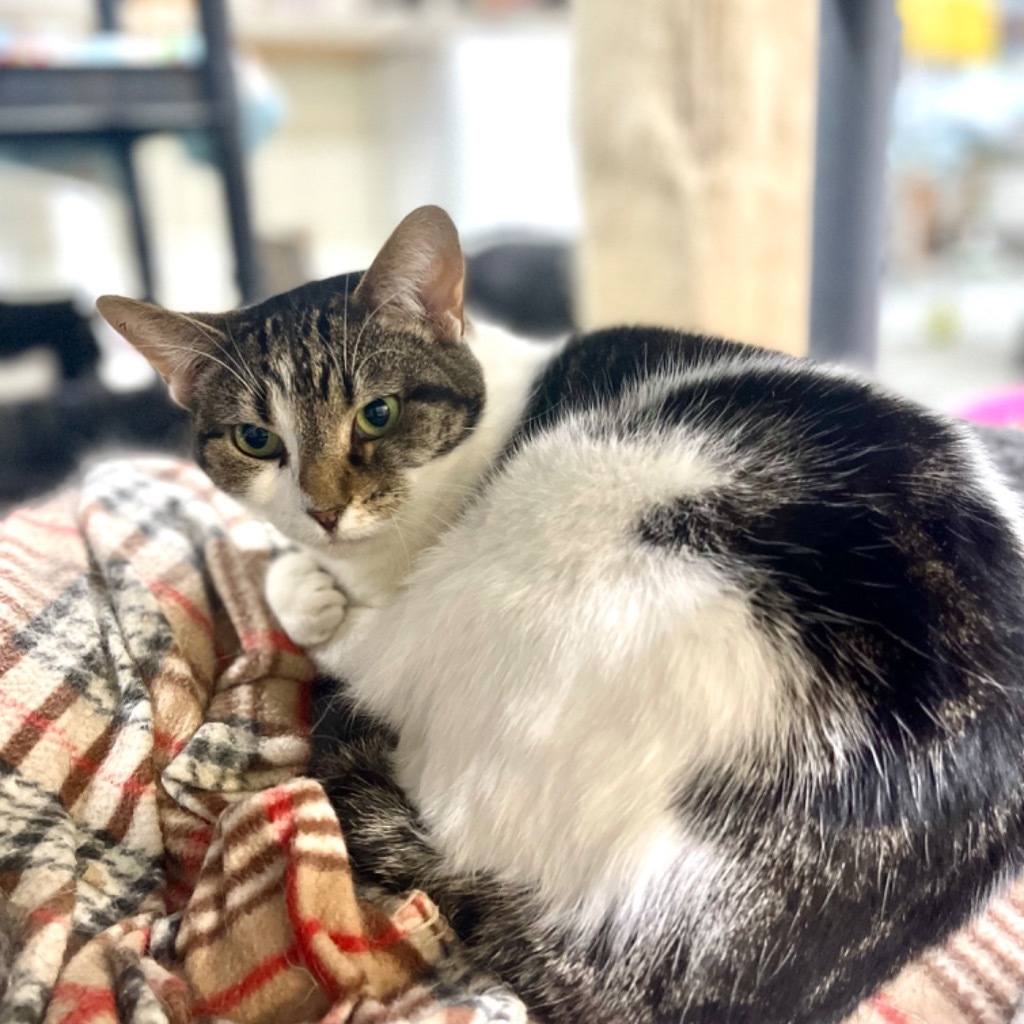 PENNY