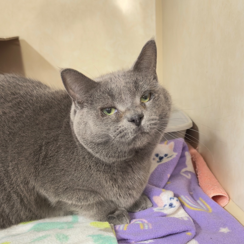 MARY II, an adoptable Domestic Short Hair in Battle Creek, MI, 49017 | Photo Image 1
