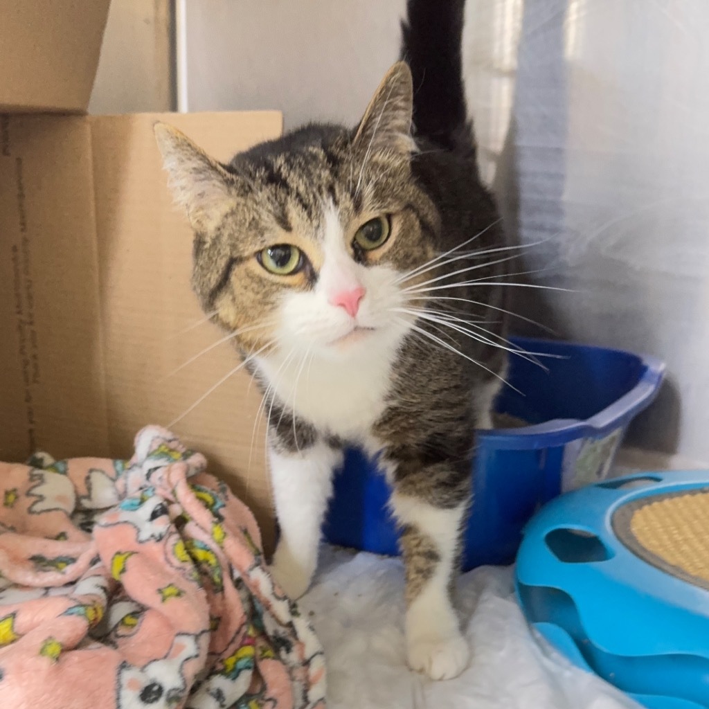 THEO, an adoptable Domestic Short Hair in Battle Creek, MI, 49017 | Photo Image 1