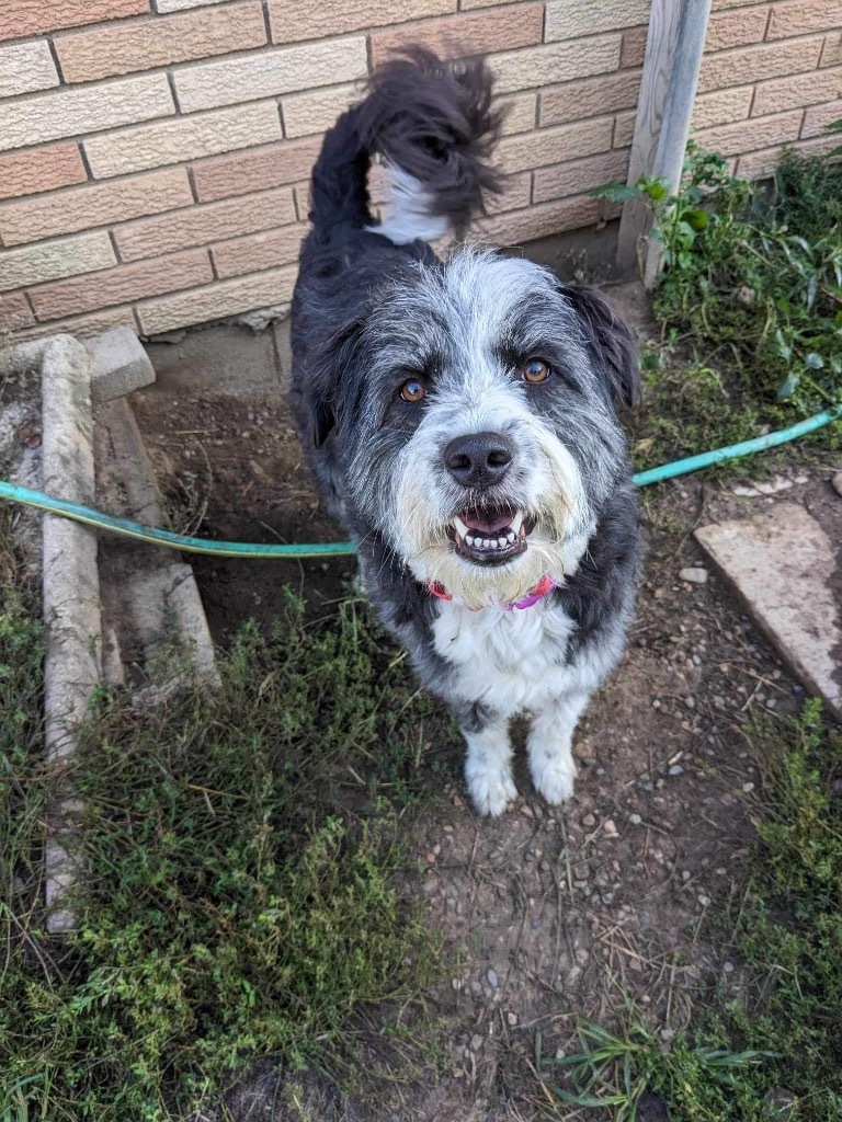 Jasmine, an adoptable Poodle, Border Collie in Greenwood, IN, 46142 | Photo Image 1