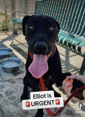 Elliot is URGENT We are scraping together every penny we can to pull him before Saturday 9223 He