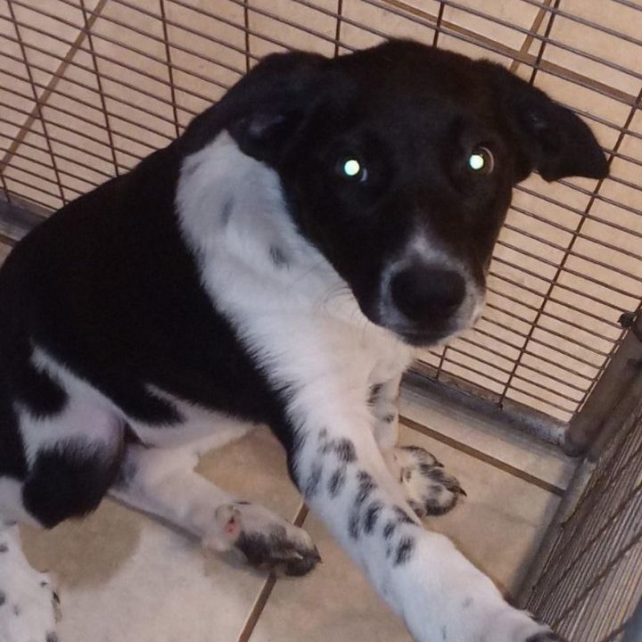 Dot, an adoptable Labrador Retriever Mix in Houston, TX_image-3