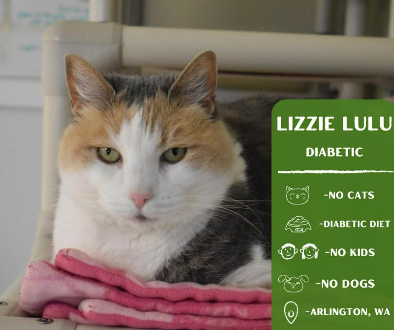 Lizzie Lulu, an adoptable Domestic Short Hair in Arlington, WA, 98223 | Photo Image 1