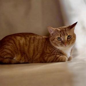 Ginger Snap, an adoptable Tabby, Domestic Short Hair in Garner, NC, 27529 | Photo Image 1