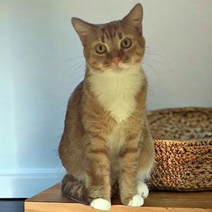 Ginger Snap, an adoptable Tabby, Domestic Short Hair in Garner, NC, 27529 | Photo Image 2