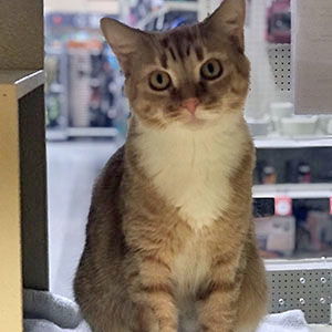 Ginger Snap, an adoptable Tabby, Domestic Short Hair in Garner, NC, 27529 | Photo Image 3