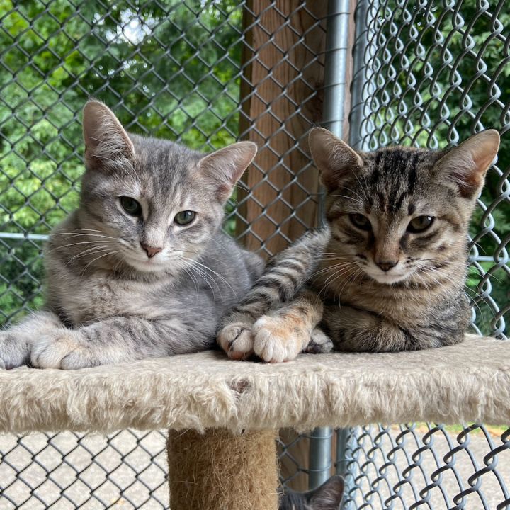 Mousse 2