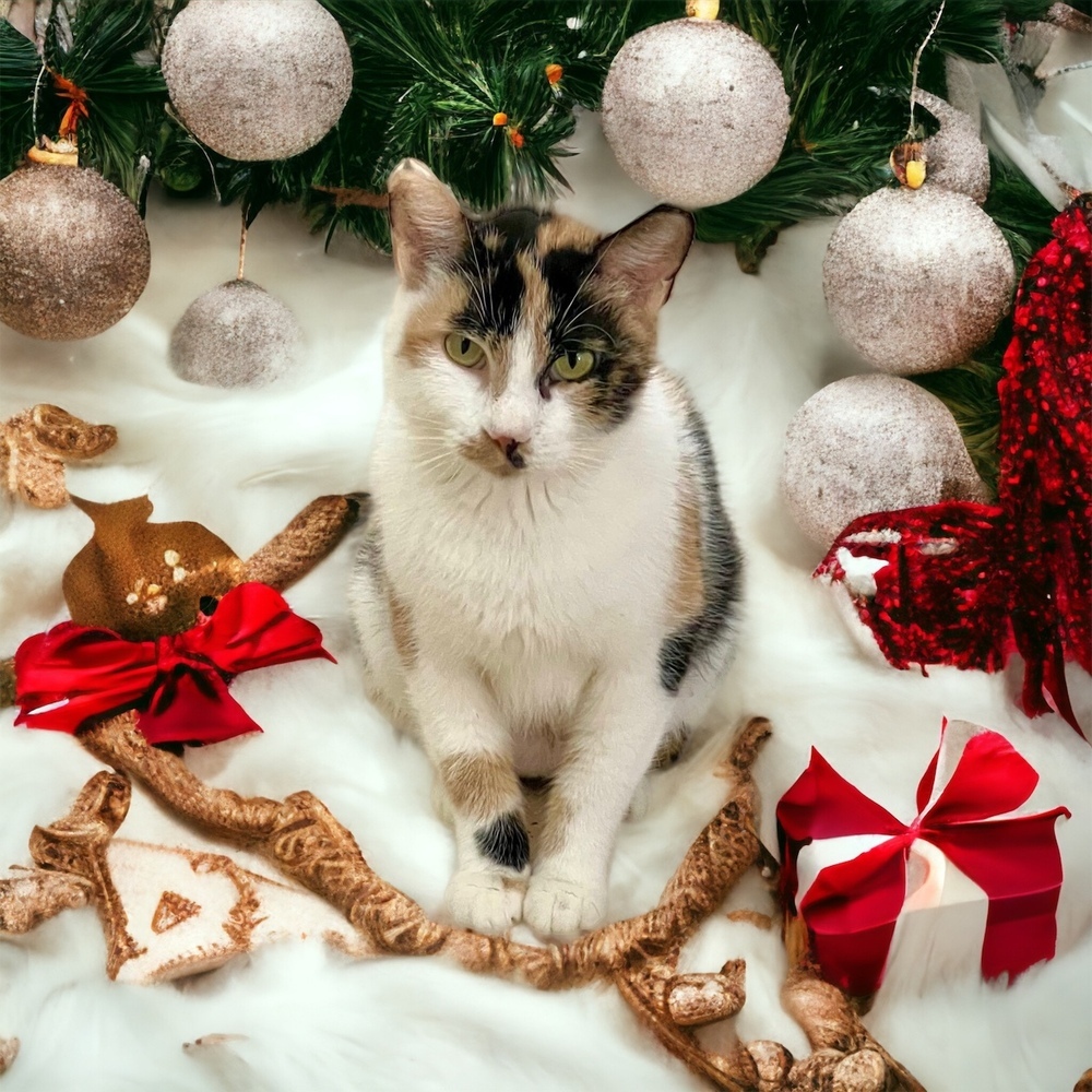 Clove, an adoptable Domestic Short Hair in Evergreen, CO, 80439 | Photo Image 1