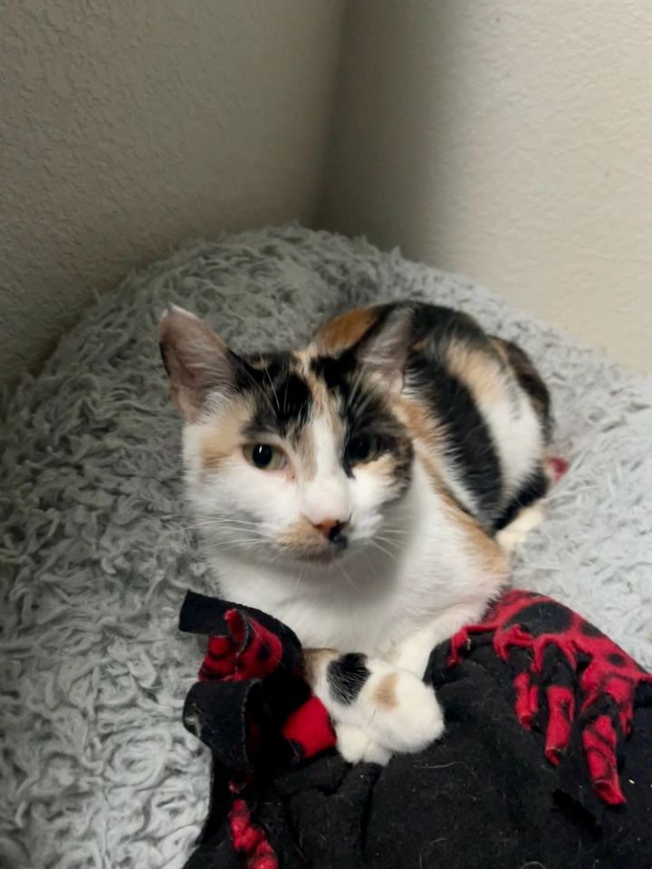 Cat for adoption Clove, a Domestic Short Hair Mix in Evergreen, CO