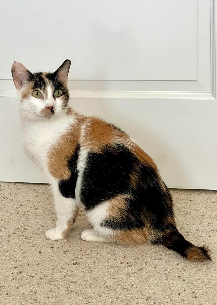 Cat for adoption Clove, a Domestic Short Hair Mix in Evergreen, CO