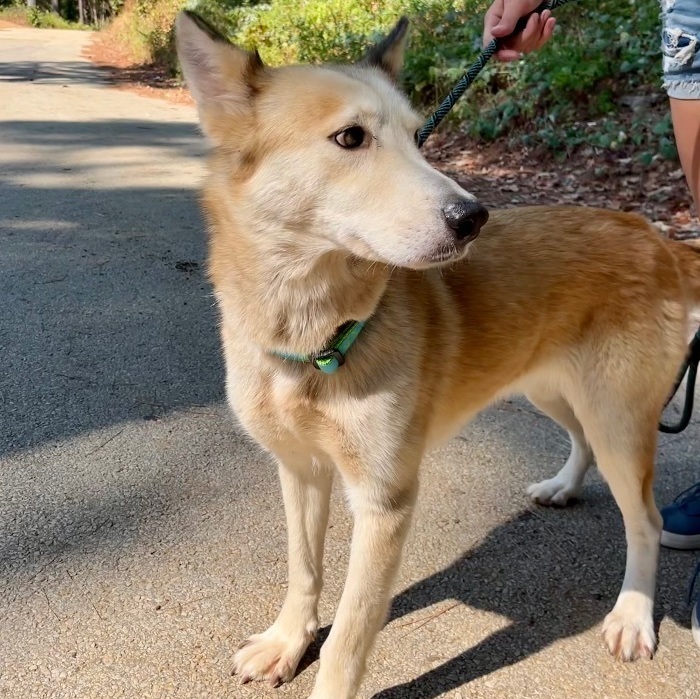 Dog for adoption - Libby, a Husky Mix in Palestine, TX | Petfinder