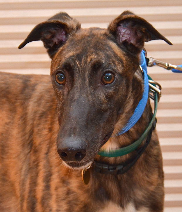 Thor, an adoptable Greyhound in Minneapolis, MN, 55418 | Photo Image 1