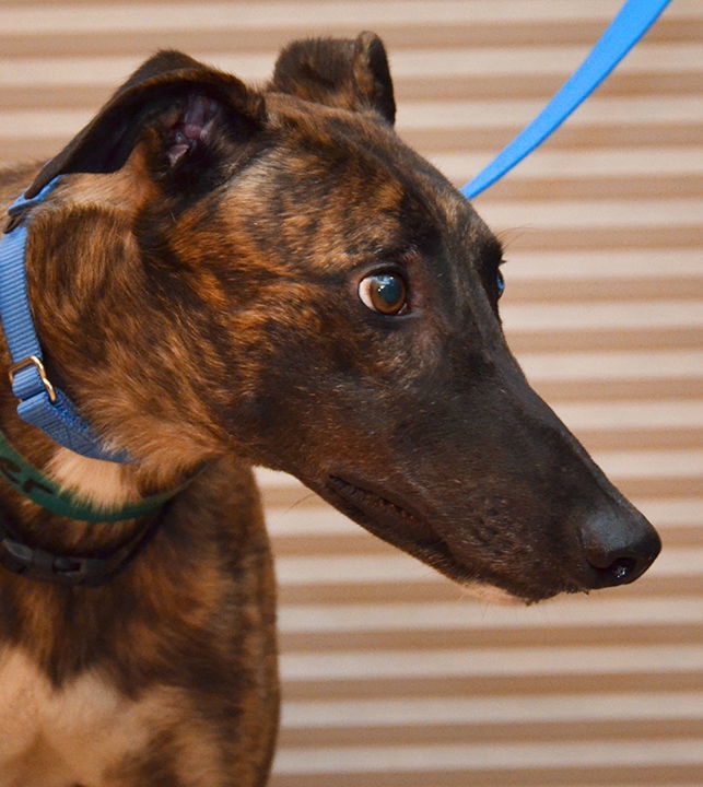 Thor, an adoptable Greyhound in Minneapolis, MN, 55418 | Photo Image 2