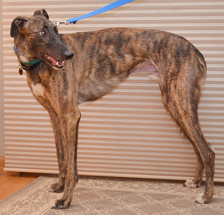 Thor, an adoptable Greyhound in Minneapolis, MN, 55418 | Photo Image 3