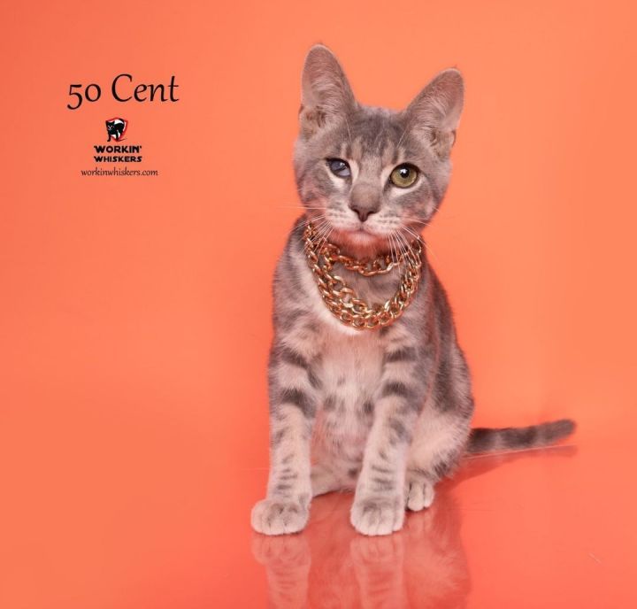 50 CENT, an adoptable Domestic Short Hair & Tabby Mix in HEMET, CA_image-1