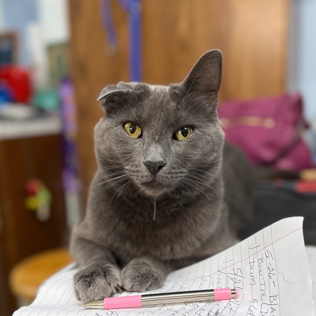 GRAYSON, an adoptable Domestic Short Hair in Battle Creek, MI, 49017 | Photo Image 1