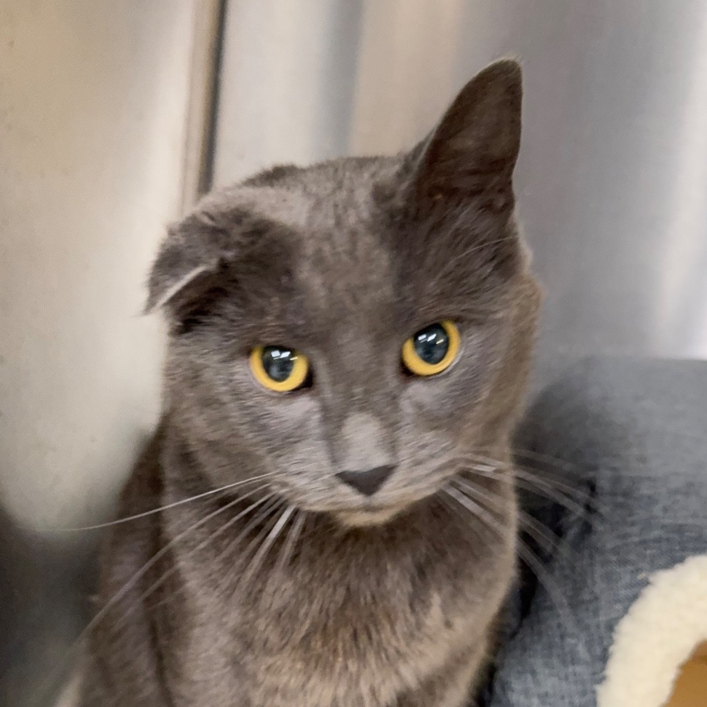 GRAYSON, an adoptable Domestic Short Hair in Battle Creek, MI, 49017 | Photo Image 2