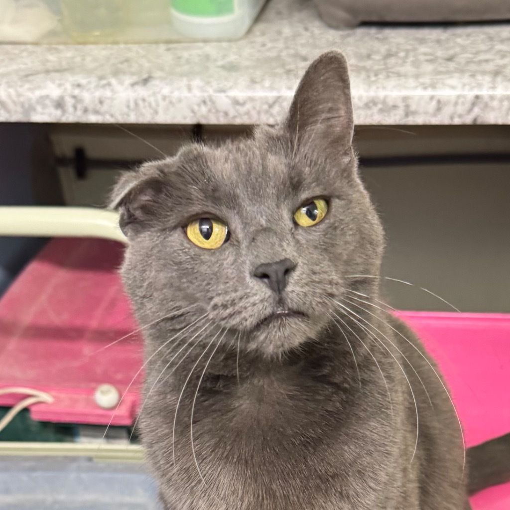 GRAYSON, an adoptable Domestic Short Hair in Battle Creek, MI, 49017 | Photo Image 3