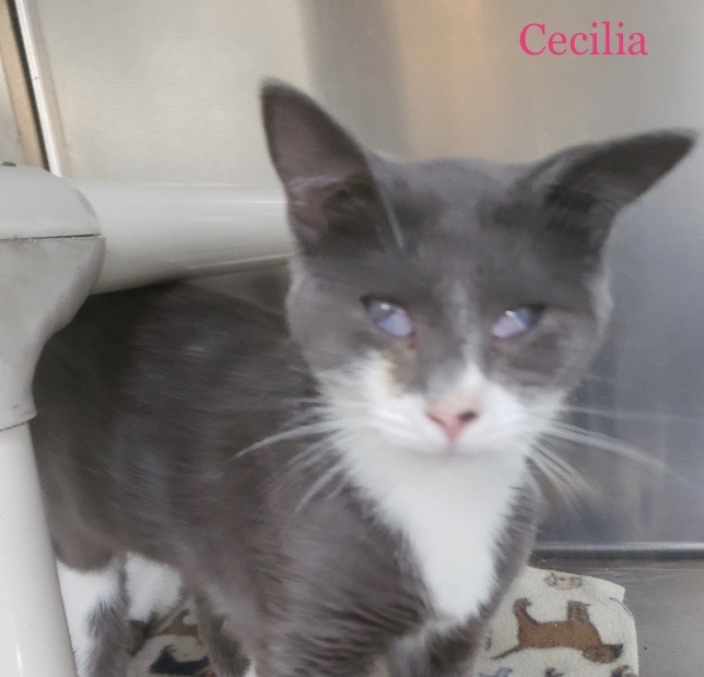 CECILIA (Seal)