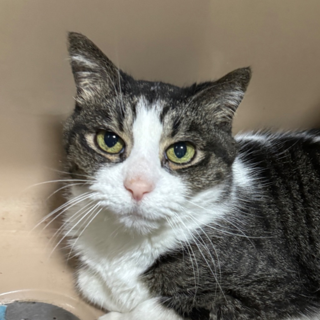 SAMMIE (Baby Girl), an adoptable Domestic Long Hair in Battle Creek, MI, 49017 | Photo Image 1