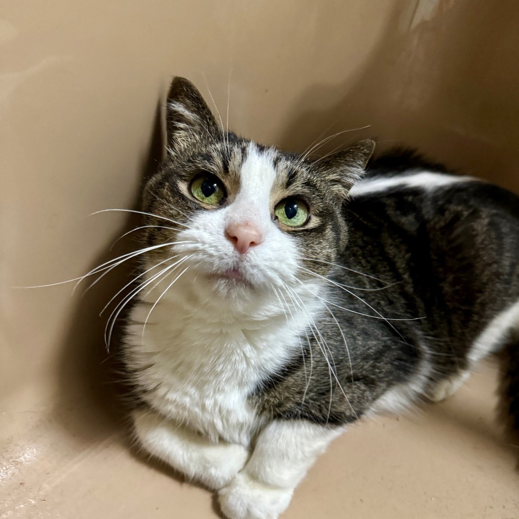 SAMMIE (Baby Girl), an adoptable Domestic Long Hair in Battle Creek, MI, 49017 | Photo Image 2