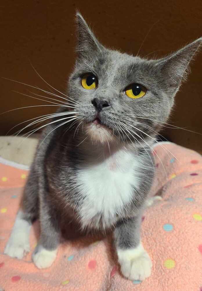 Chickpea, an adoptable Domestic Short Hair in Salinas, CA, 93905 | Photo Image 2