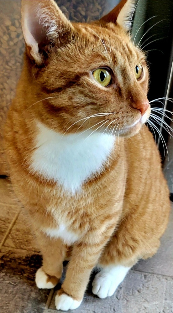Bobbie 1