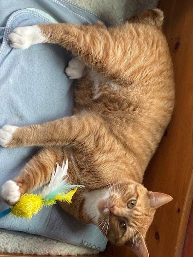 Bobbie 2