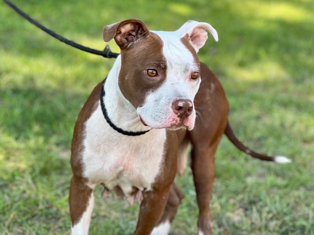 Willow (foster), an adoptable Mixed Breed in Muskegon, MI, 49442 | Photo Image 1