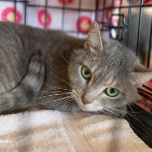 Francesca Wallace, Senior Female Domestic Short Hair